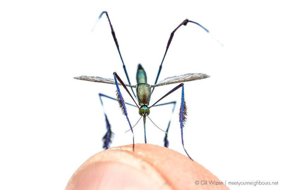 Cận cảnh loài muỗi đẹp nhất thế giới, đặc điểm kỳ lạ ở chân gây ấn tượng - Ảnh 1.