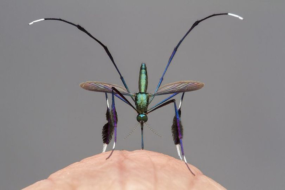 Cận cảnh loài muỗi đẹp nhất thế giới, đặc điểm kỳ lạ ở chân gây ấn tượng - Ảnh 2.