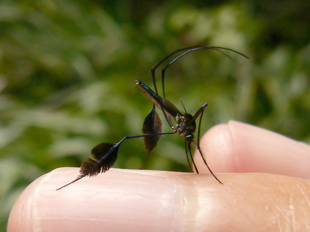 Cận cảnh loài muỗi đẹp nhất thế giới, đặc điểm kỳ lạ ở chân gây ấn tượng - Ảnh 3.