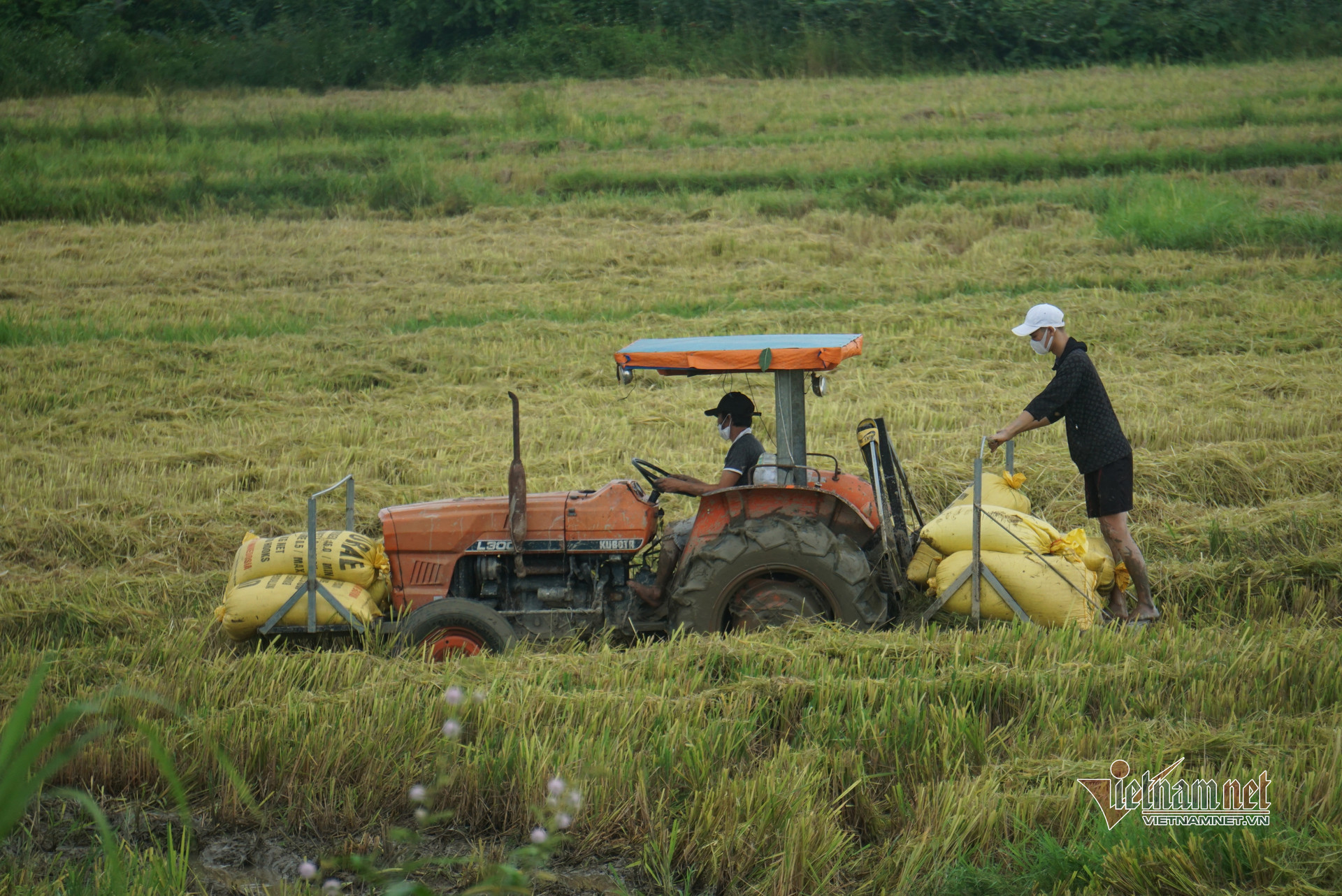 Lo bão số 5, dân Đà Nẵng khẩn trương thu hoạch lúa, cẩu tàu thuyền lên bờ