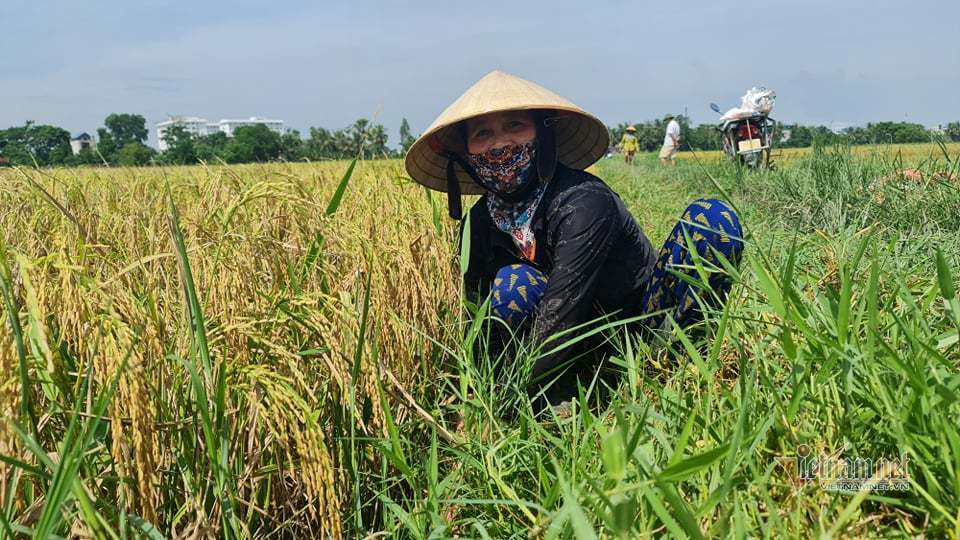 Người dân Thanh Hóa-Nghệ An-Hà Tĩnh hối hả gặt lúa tránh bão Côn Sơn