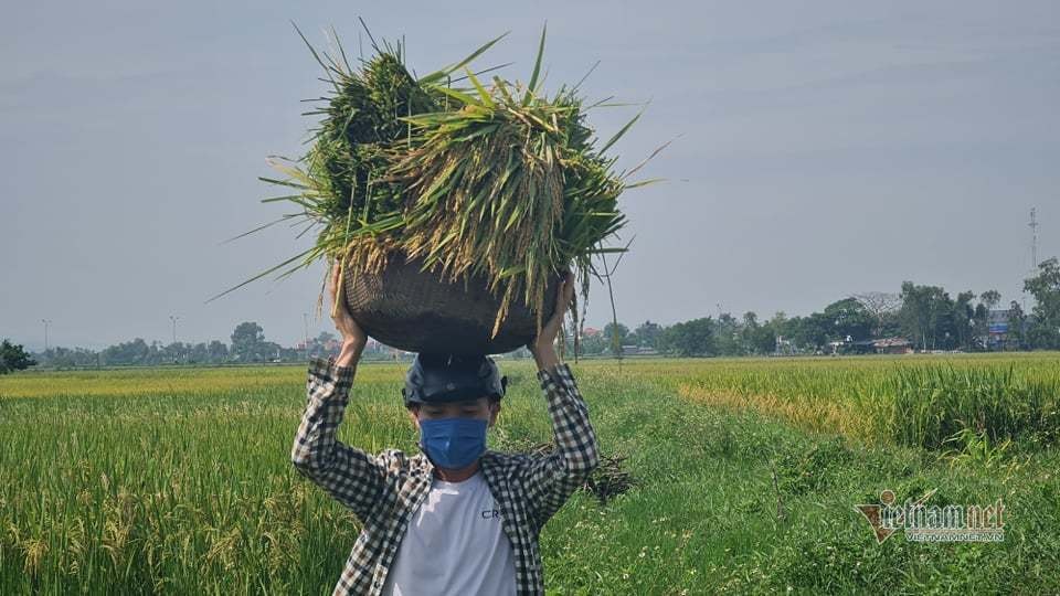 Người dân Thanh Hóa-Nghệ An-Hà Tĩnh hối hả gặt lúa tránh bão Côn Sơn