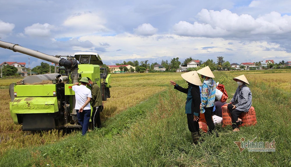 Người dân Thanh Hóa-Nghệ An-Hà Tĩnh hối hả gặt lúa tránh bão Côn Sơn