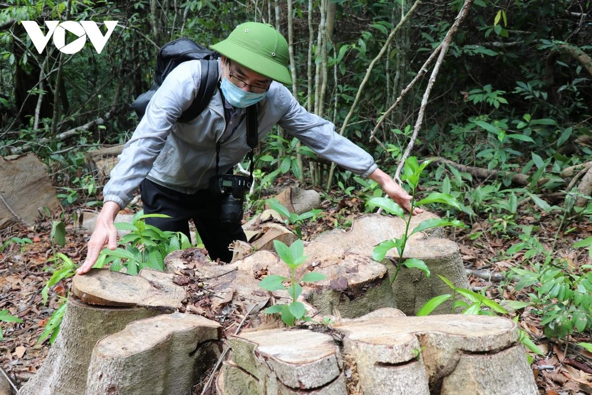 Tỉnh ủy Phú Yên chỉ đạo nhiều cơ quan vào cuộc làm rõ, ngăn chặn phá rừng - 1