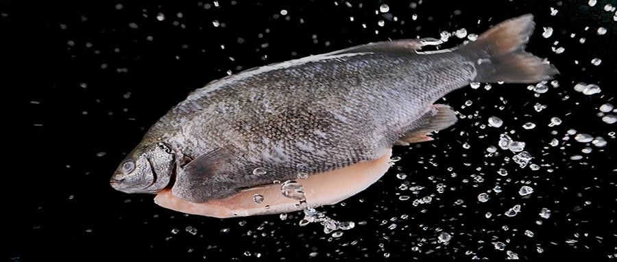 Loại cá DHA gấp 4 lần cá hồi và 3 lần cá ngừ, ngon nhưng khó mua-1