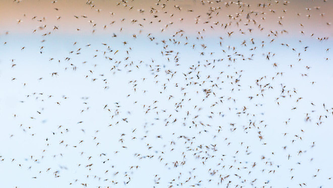 Chuyện gì sẽ xảy ra nếu chúng ta xóa sổ toàn bộ loài muỗi? - Ảnh 2.