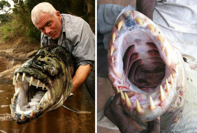 Cá hổ Goliath có thể dài tới 2m, nặng 70kg và thậm chí không sợ cá sấu! - Ảnh 4.