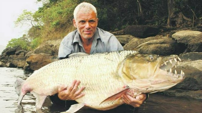 Cá hổ Goliath có thể dài tới 2m, nặng 70kg và thậm chí không sợ cá sấu! - Ảnh 5. Cá hổ Goliath có thể dài tới 2m, nặng 70kg và thậm chí không sợ cá sấu! - Ảnh 5.