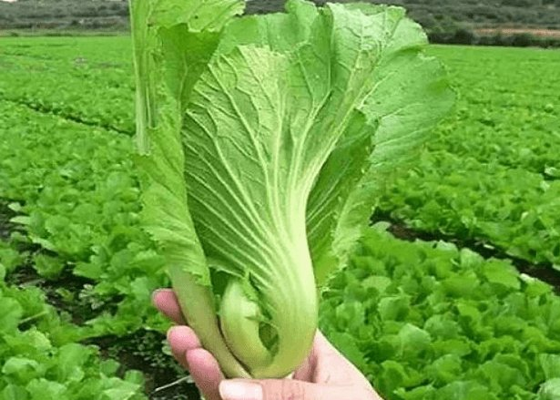 Khi mua rau không nên mua 4 loại này, đến người bán cũng chưa chắc ăn, nhiều người không biết vẫn dùng hàng ngày-3