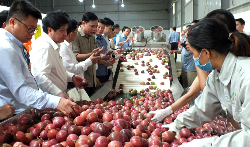 Điều khác biệt để nông dân Nhật thu 40.000 USD, Việt Nam chỉ 1.000 USD
