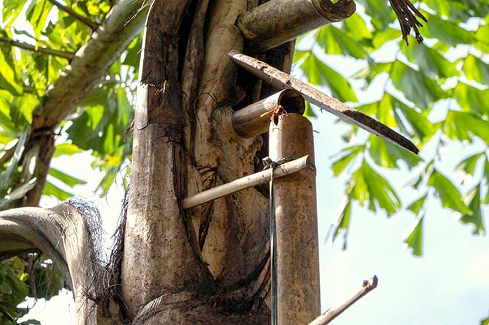 Đặc sản 'rượu trời' chảy ra từ thân cây ở Quảng Nam