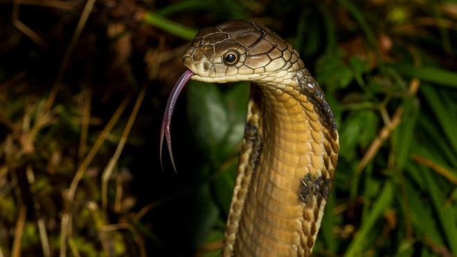10 loài rắn nguy hiểm nhất thế giới, nếu có gặp thì phải né luôn và ngay - Ảnh 10.