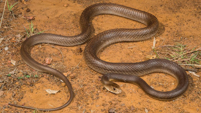 10 loài rắn nguy hiểm nhất thế giới, nếu có gặp thì phải né luôn và ngay - Ảnh 12.