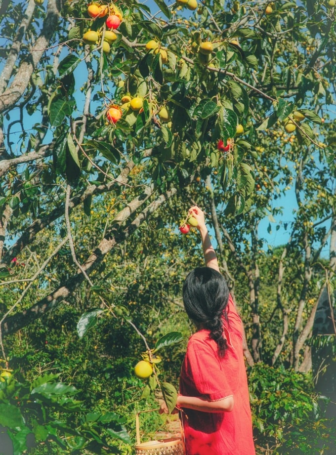 Vườn hồng trĩu quả của vợ chồng 'bỏ phố lên núi' - 4