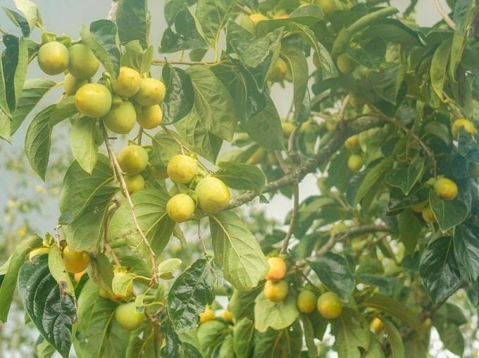 Vườn hồng trĩu quả của vợ chồng 'bỏ phố lên núi' - 7