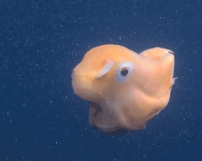 Ở đây có một “chiếc” bạch tuộc cute nhất thế giới gọi là Adorabilis! - Ảnh 7.