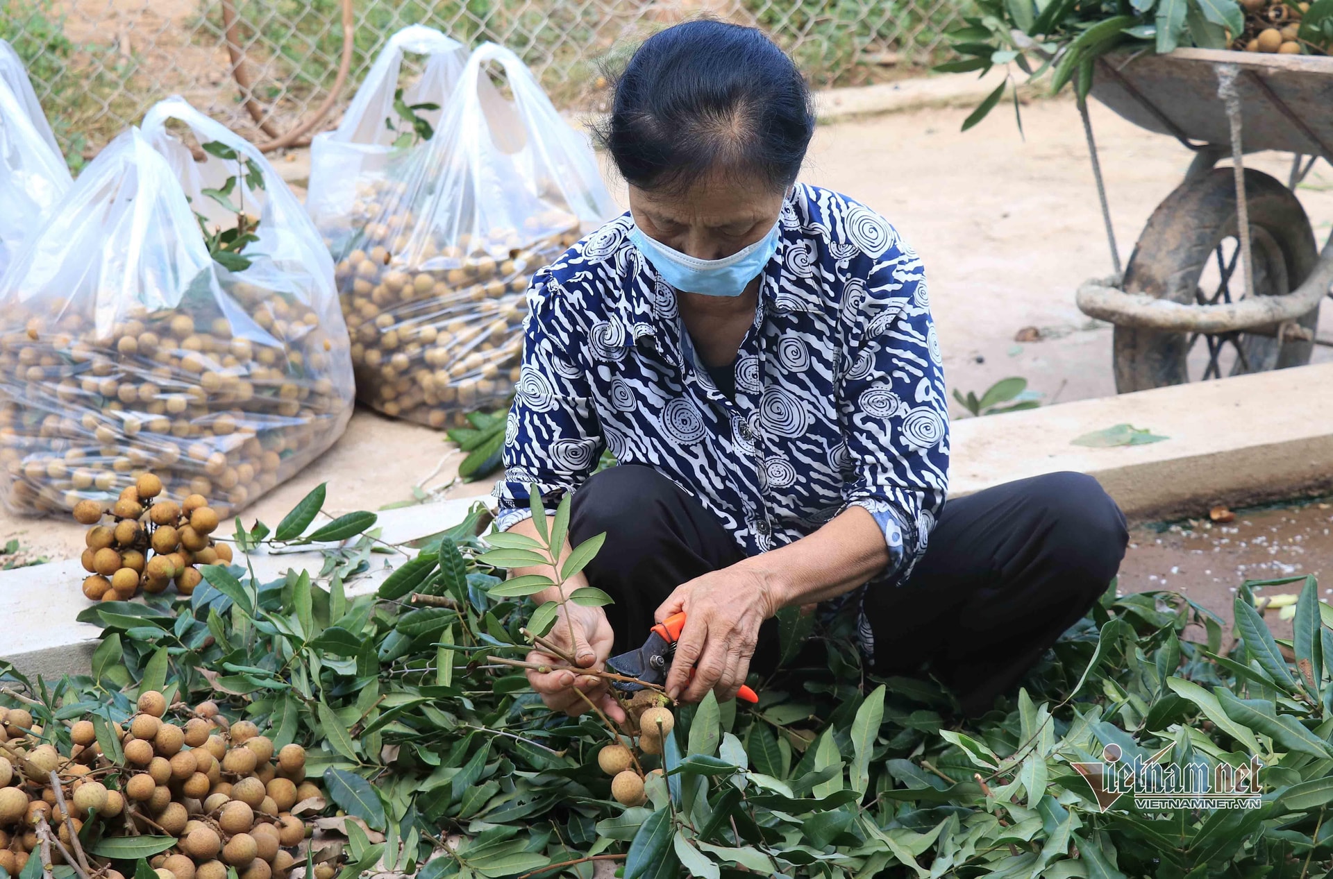 Đặc sản nhãn Hưng Yên mất mùa, giá rẻ hơn rau - 2