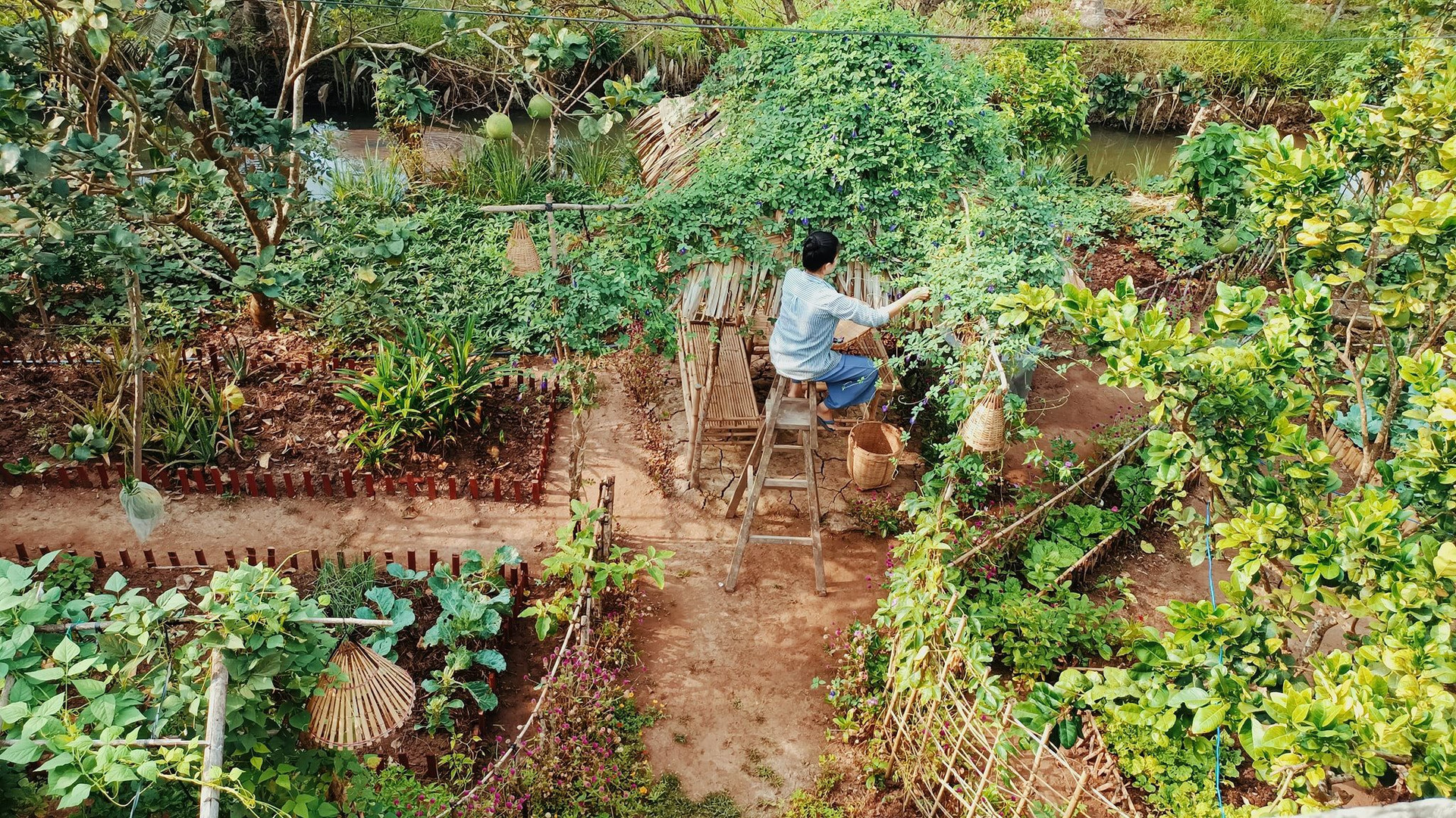 Bỏ phố về quê, cặp vợ chồng Bến Tre làm khu vườn 500m2 tràn ngập rau trái - 1