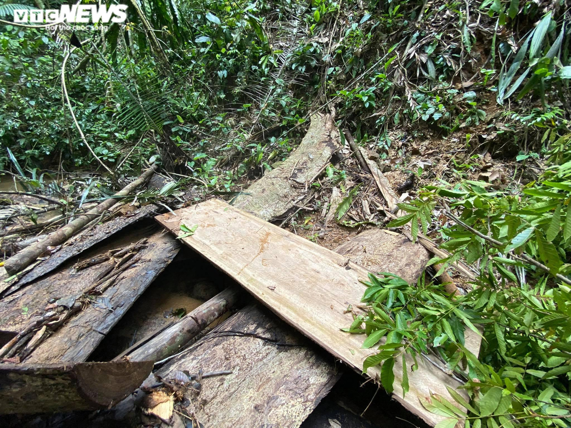 Rừng phòng hộ ở Thừa Thiên - Huế bị xẻ thịt: Lãnh đạo tỉnh chỉ đạo kiểm tra - 3