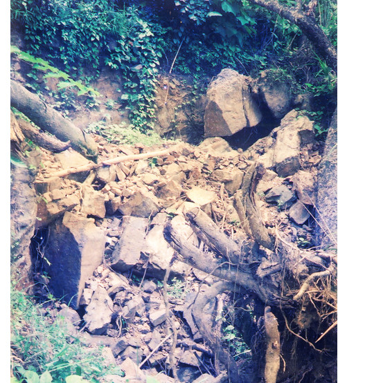 Một gốc cây lớn cũng đã được đào bật góc để mở lối đào hầm khác. Ảnh: T.P.