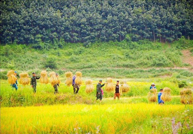 Mua vang am tinh quan dan vung ngoai long chao Muong Thanh hinh anh 4