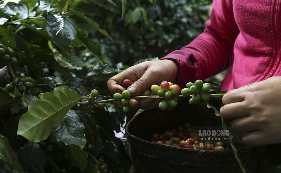 Vì cà phê Arabica có đặc điểm là quả chín không đều nên phải thu hái làm nhiều đợt và tuân thủ những nguyên tắc nhất định.