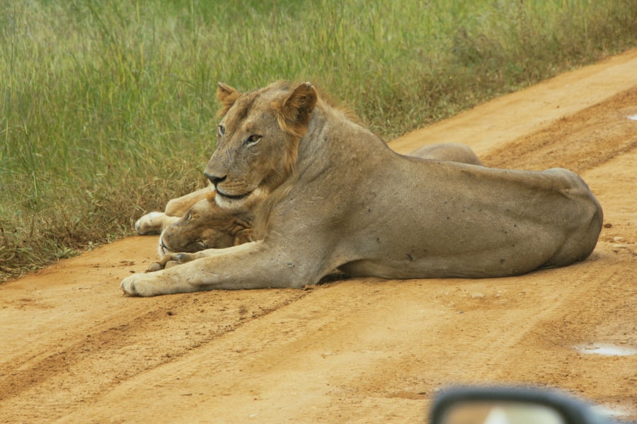 Hoang dã Tanzania - 4