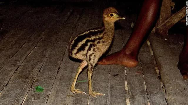 Loài chim nguy hiểm nhất thế giới được con người nuôi cách đây 18.000 năm - Ảnh 3.