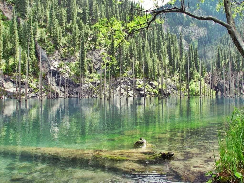 Hồ nước siêu ảo mọc rừng cây 