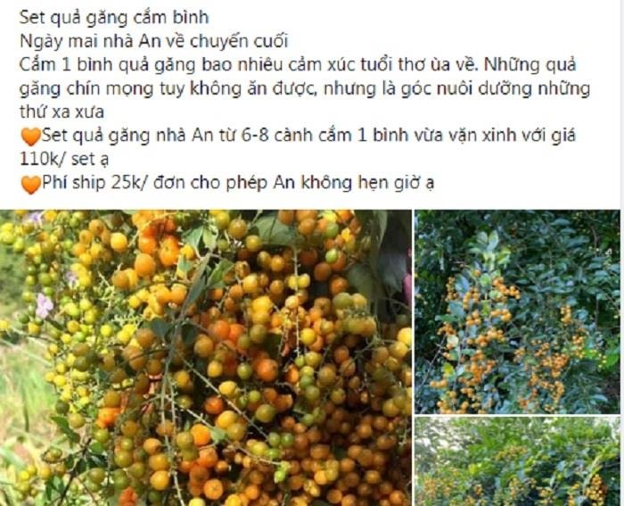 Đến lượt cành atiso, cành găng hóa hàng độc lạ, chị em đua nhau lùng mua  - 4