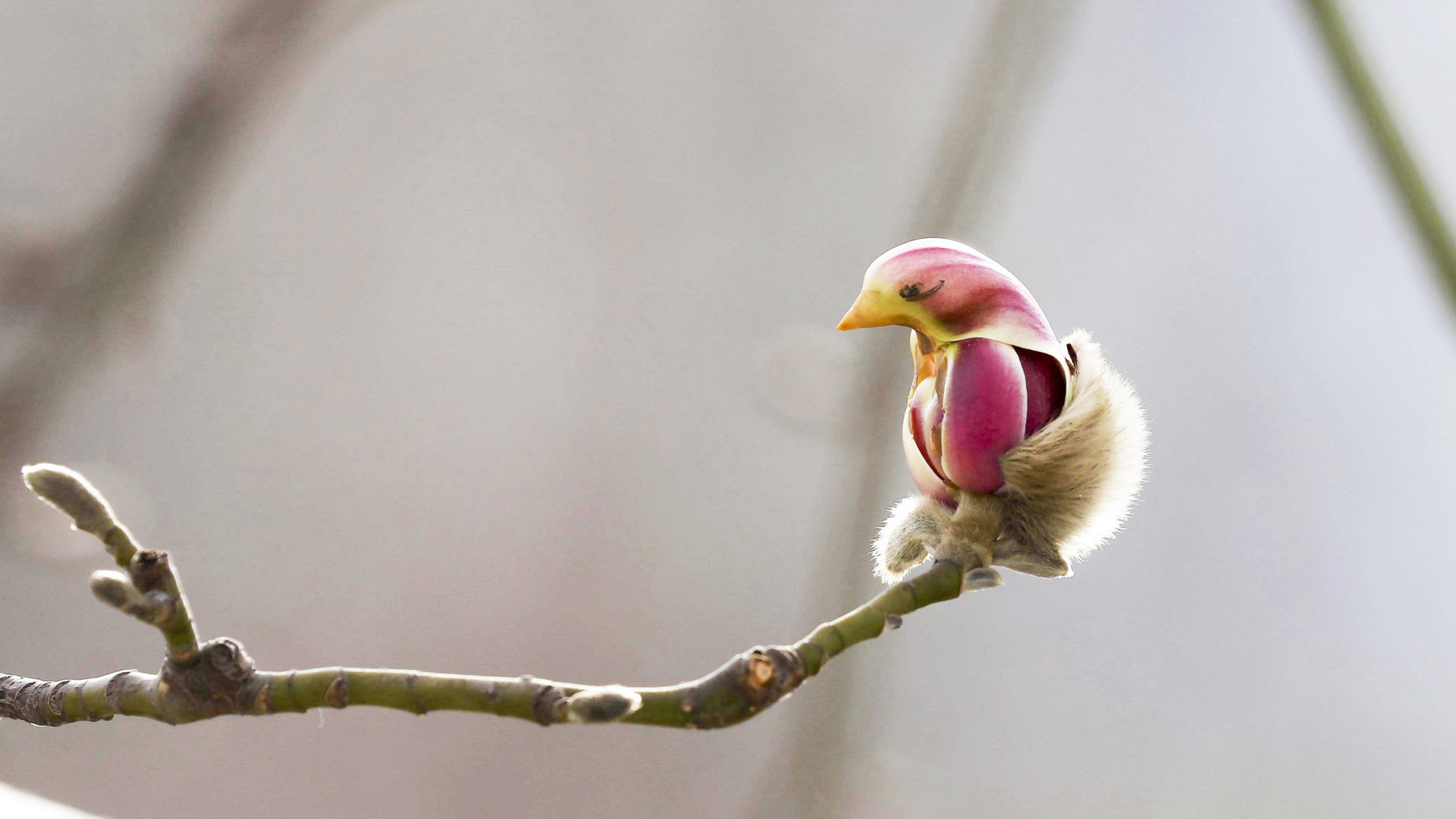 Độc đáo loài hoa Mộc Lan mang hình dáng chú chim, có ‘tuổi’ hơn 1.500 năm - 1