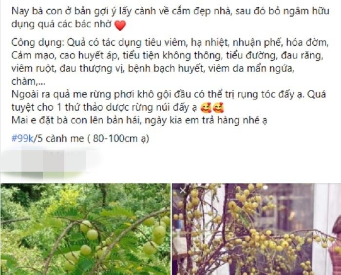 Me rừng sai trĩu cành hút khách, chị em tới tấp lùng mua - 1