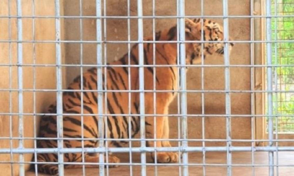 Nghệ An sẽ bàn giao 9 con hổ thu giữ từ nhà dân cho 2 tỉnh - 1