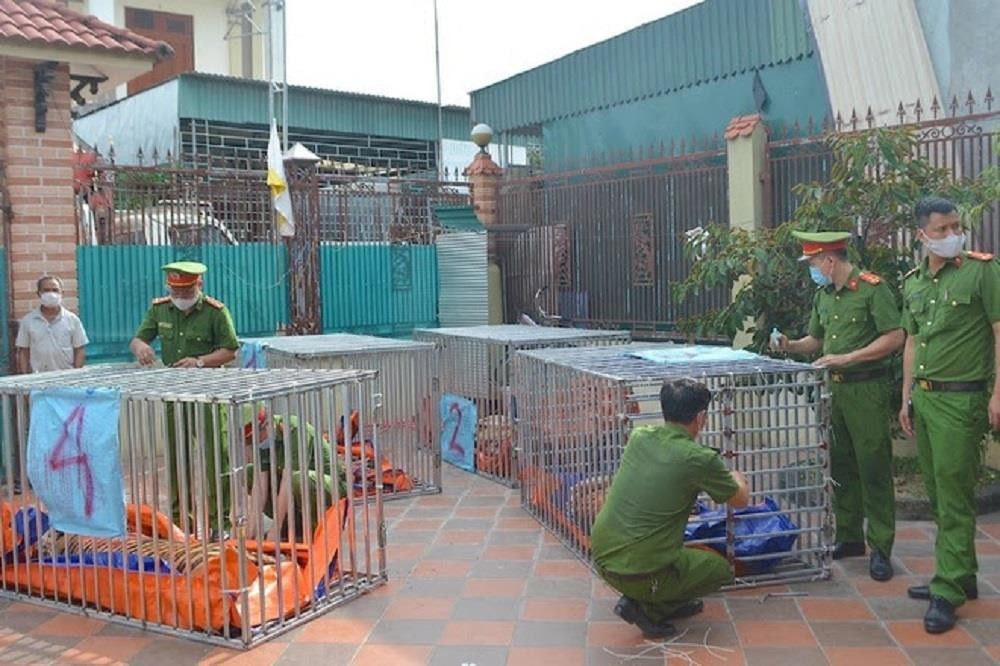 Nghệ An sẽ bàn giao 9 con hổ thu giữ từ nhà dân cho 2 tỉnh - 2