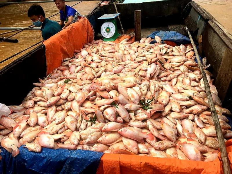 Hơn 750 tấn cá bè chết trương phình trên sông Đồng Nai - 1