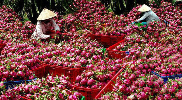 Quy định mới về nông sản Việt Nam vào Trung Quốc - Ảnh 1.