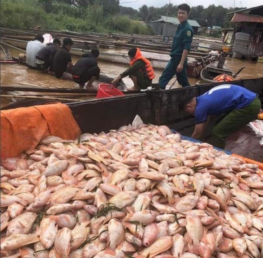Hơn 755 tấn cá lồng bè chết trương phình trên sông: Sở NN&PTNT Đồng Nai nói gì? - 1