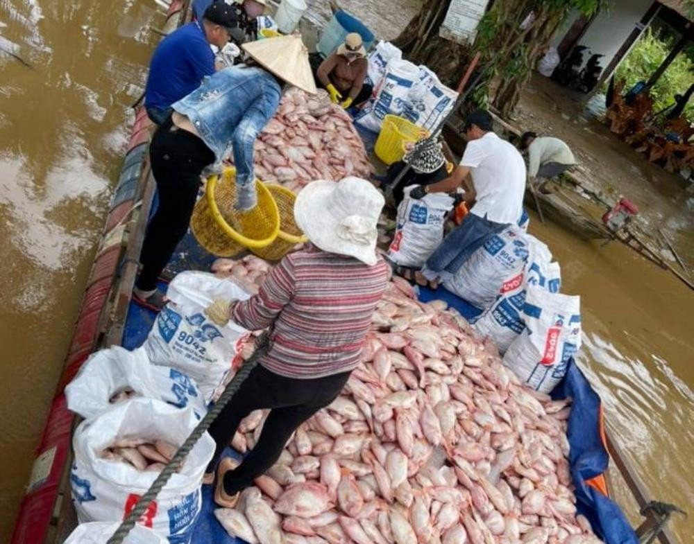 Hơn 755 tấn cá lồng bè chết trương phình trên sông: Sở NN&PTNT Đồng Nai nói gì? - 2