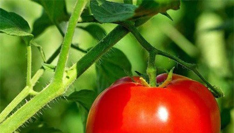 5 kiểu ăn cà chua cực hại, nhiều người mắc phải mà không biết-3