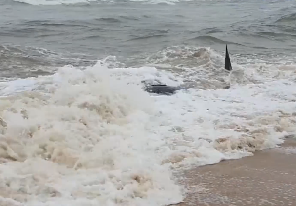 Nỗ lực giải cứu thành công cá voi bị dạt vào bãi biển Thừa Thiên Huế