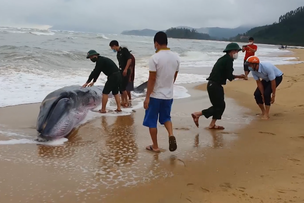 Nỗ lực giải cứu thành công cá voi bị dạt vào bãi biển Thừa Thiên Huế