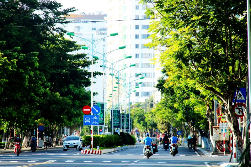 Check-in Nha Trang với những hàng cổ thụ trăm năm duyên dáng giữa phố phường - 1