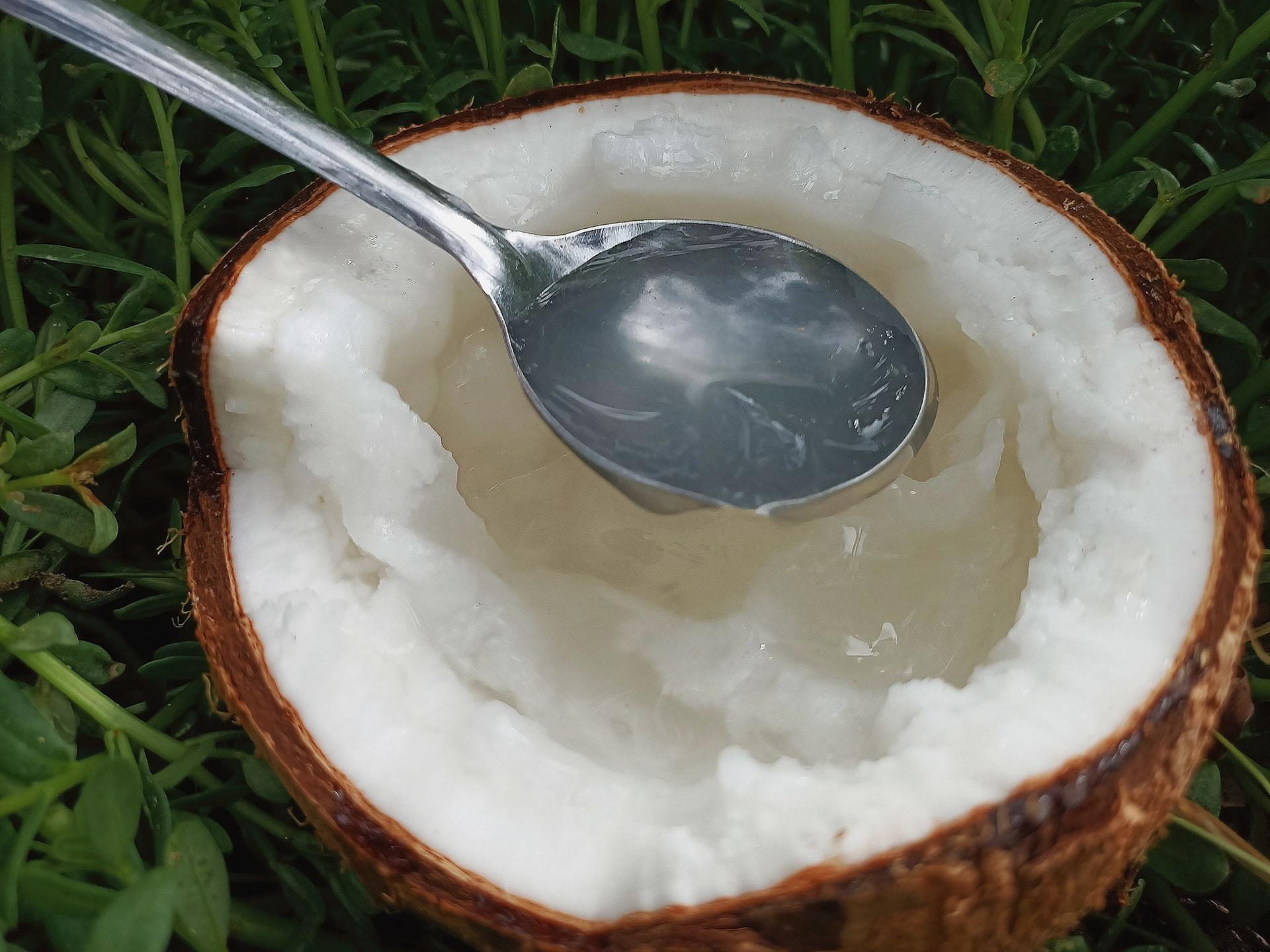 Loại dừa không có nước, mềm dẻo thơm như kem, giá đến 400 ngàn/trái ở Trà Vinh - 1