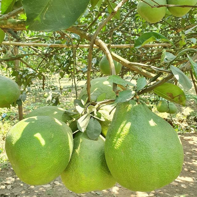Gà thả vườn vùi mình trong trái bưởi, đặc sản thơm ngon nức tiếng ở Đồng Nai - 4