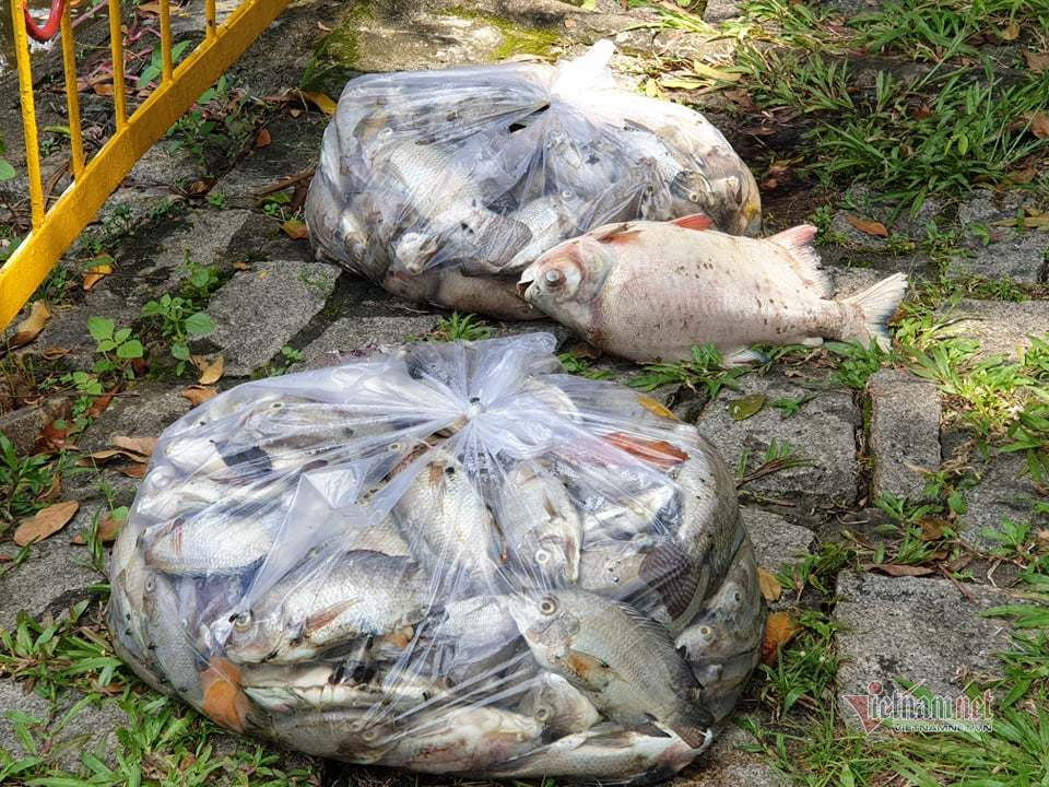 Cá chết hàng tấn bốc mùi quanh hồ cảnh quan ở TP.HCM