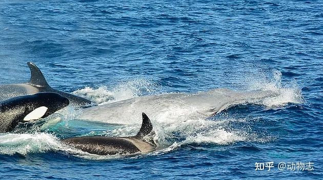 Quyền thống trị biển cả của cá voi sát thủ đang dần bị cá voi hoa tiêu thay thế? - Ảnh 8.