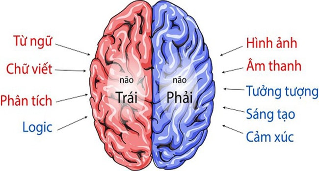 Trẻ có 3 đặc điểm này chứng tỏ NÃO PHẢI rất phát triển, bố mẹ làm những điều đơn giản sau đây, con tương lai có thể thành phượng thành rồng-1