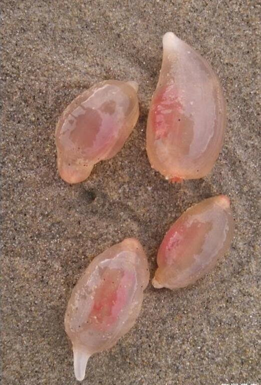 10 năm đi dọc bãi biển chưa từng gặp kẹo dẻo này, chuyên gia: Nếu muốn sống, đừng ăn! - Ảnh 4.