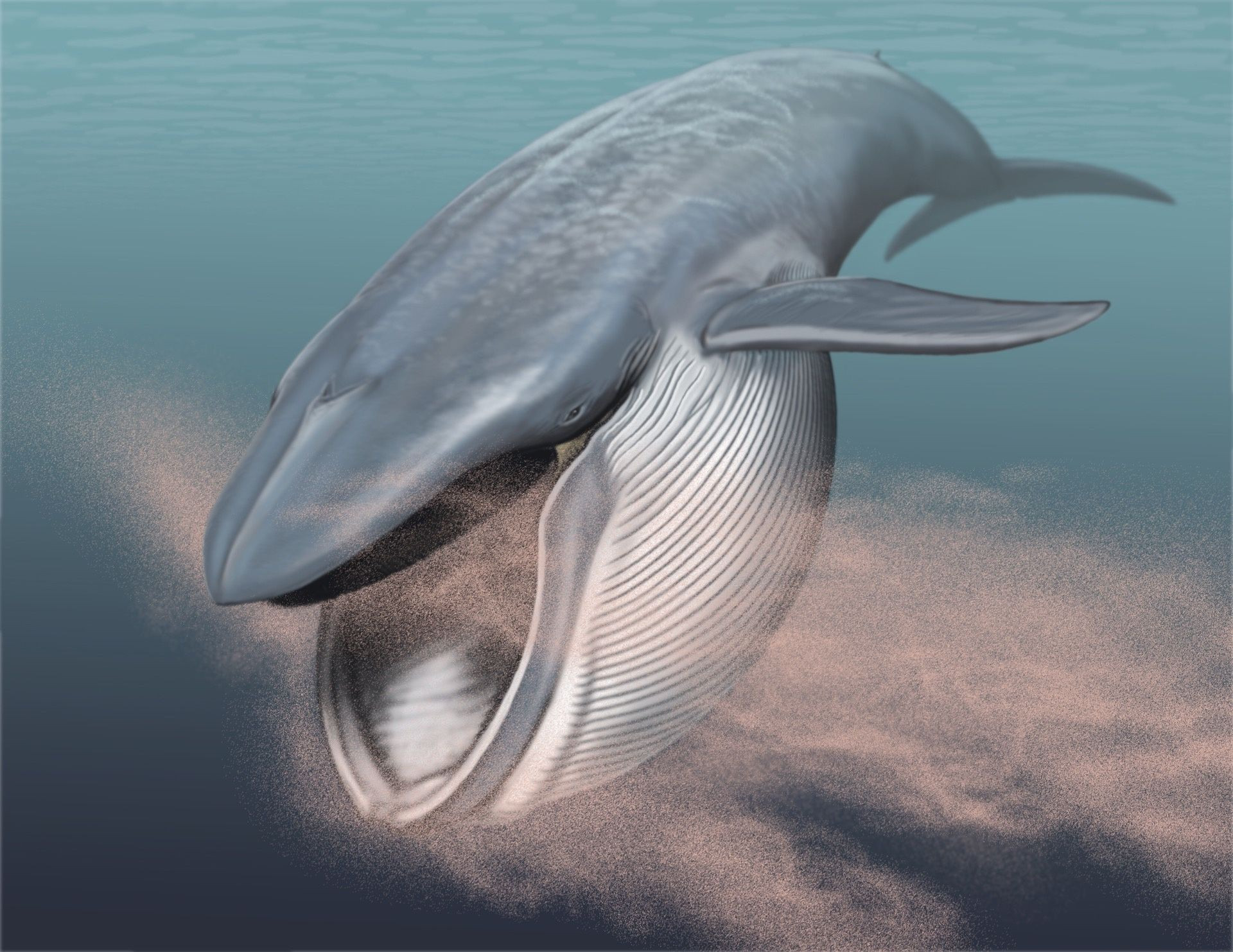 Cá voi lưng gù tiêu thụ hơn 18.000 tấn thức ăn mỗi ngày - 2