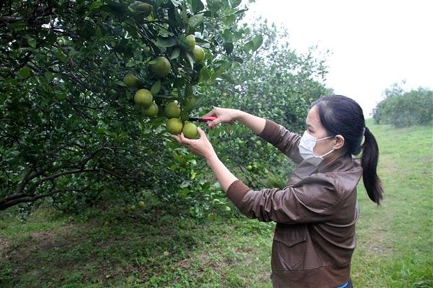 Nghe An: Cam Vinh vao vu nhung mat gia, vang bong thuong lai thu mua hinh anh 2